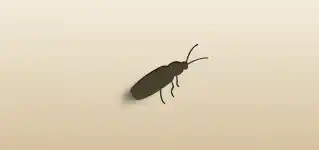 Firefly silhouette