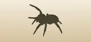 Spider silhouette