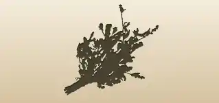 Dried Flowers silhouette