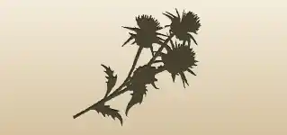 Thistle silhouette
