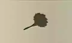 Feather Duster silhouette