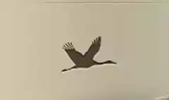 Crane silhouette