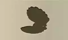 Pearl Oyster silhouette