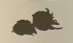 Dragon Fruit silhouette