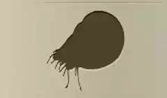 Nautilus silhouette