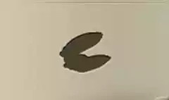 Pearl Oyster silhouette