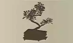 Bonsai silhouette