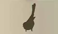 Long-Tailed Tit silhouette
