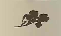 Irises silhouette