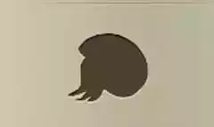Nautilus silhouette