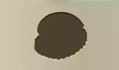 Pearl Oyster silhouette