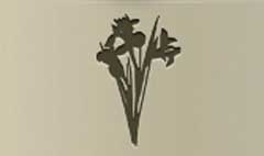 Irises silhouette