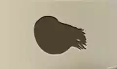 Nautilus silhouette