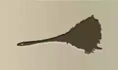 Feather Duster silhouette