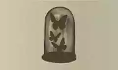 Butterflies in a Jar