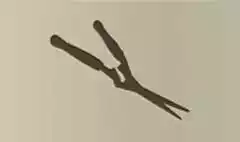 Garden Shears
