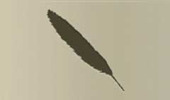Feather silhouette