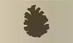 Pinecone