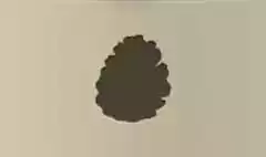 Pinecone