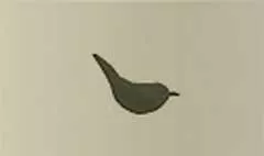 鳥